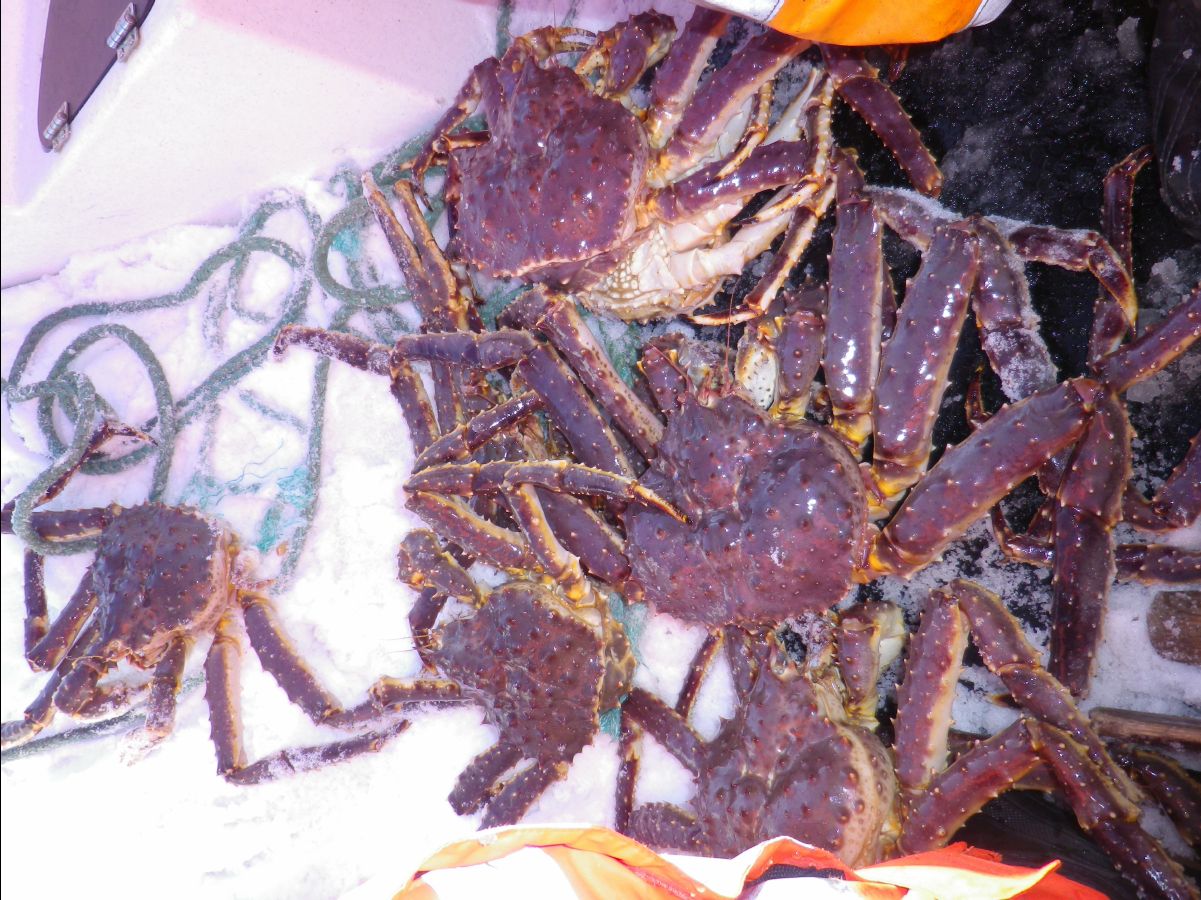 King Crab030